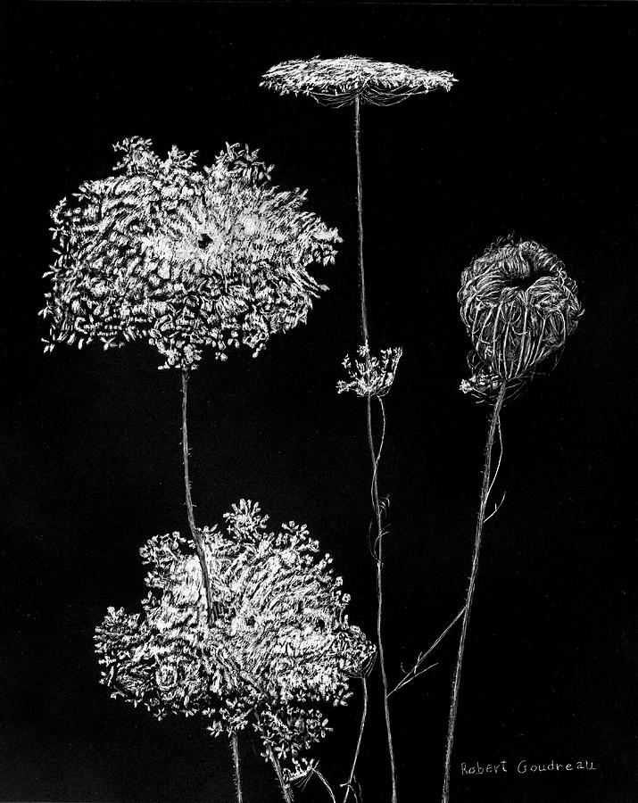 Queen Annes Lace Drawing by Robert Goudreau