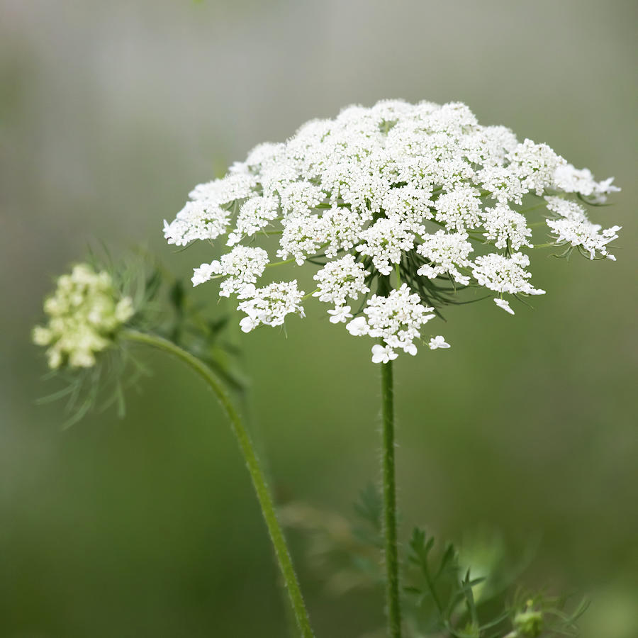 Queen Annes Lace Photograph by Terry DeLuco