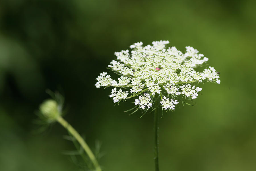 Queen Anns Lace Flower Photograph by Amelia Pearn