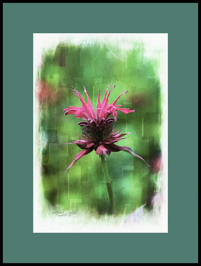 Queen Bee Balm Photograph by Rene Crystal
