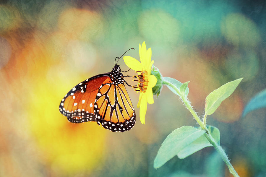 Queen Butterfly And The Sunflower  Photograph by Saija Lehtonen
