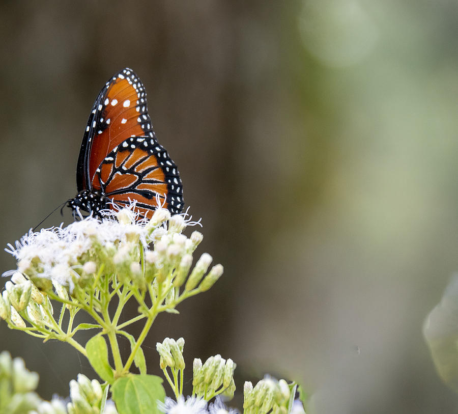 Queen Butterfly at Circle B Bar Preserve  Photograph by L Bosco