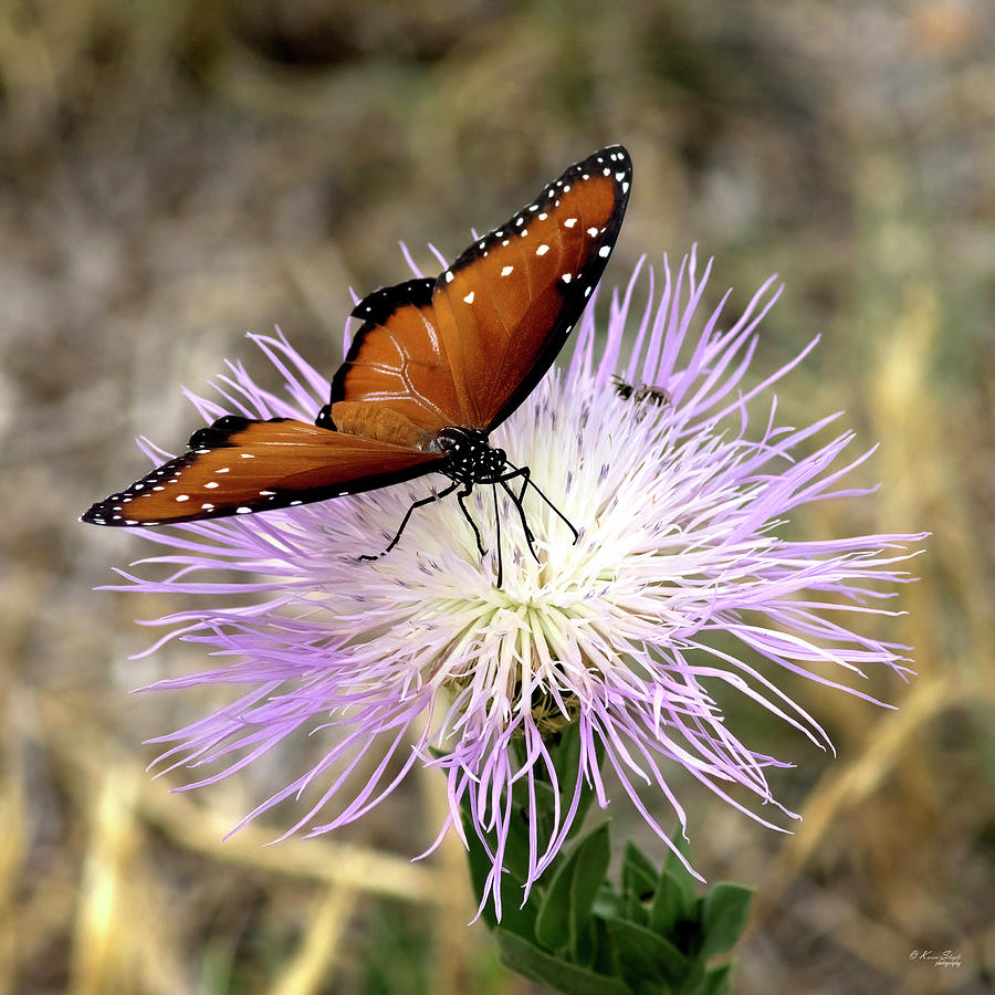 Queen Butterfly on Basket Flower Photograph by Karen Slagle
