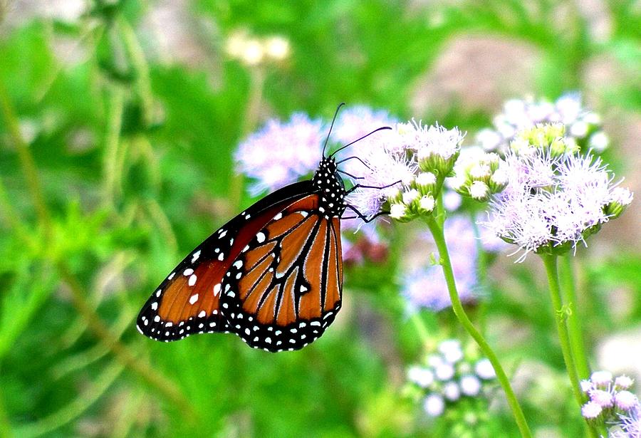 Queen Butterfly on Blue Flower Photograph by Adrienne Wilson