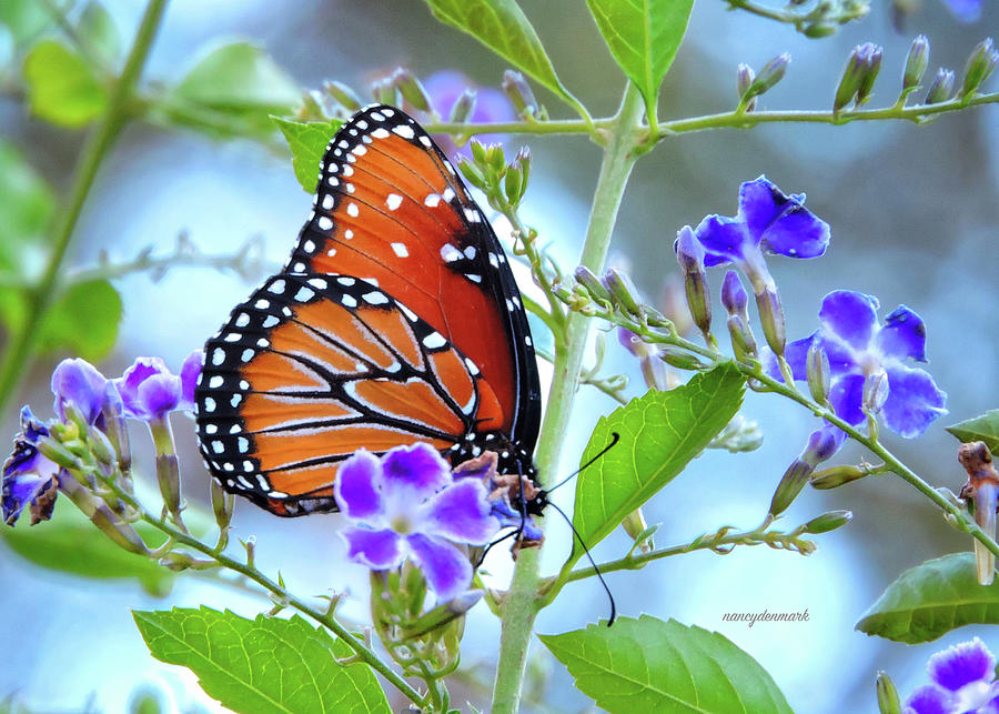 Queen Butterfly on Duranta Photograph by Nancy Denmark