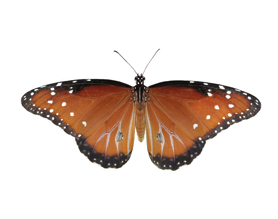 Queen Butterfly on White Background Photograph by David and Carol Kelly