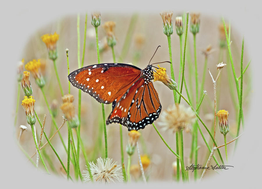 Queen Butterfly, Lake Havasu, AZ Photograph by Stephanie Salter