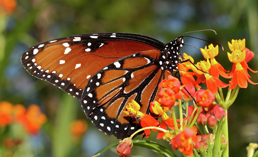 Queen Butterfly Photograph by Tommy Owen - Fine Art America