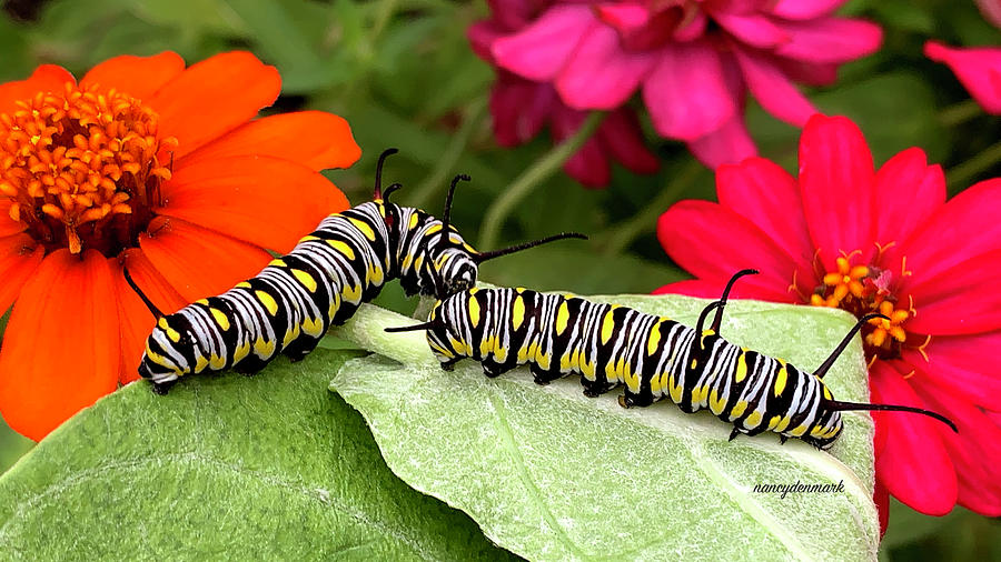Queen Caterpillar Buddies 16X9 Photograph by Nancy Denmark