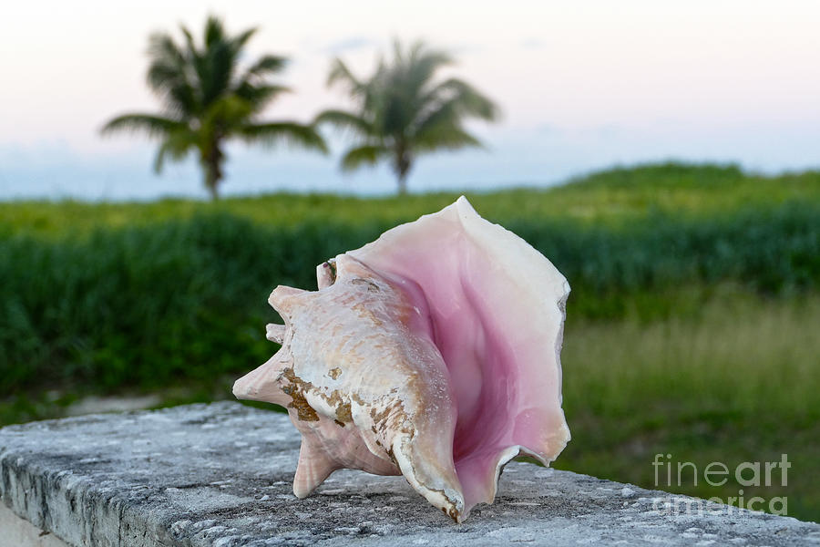 Queen Conch On A Wall Photograph