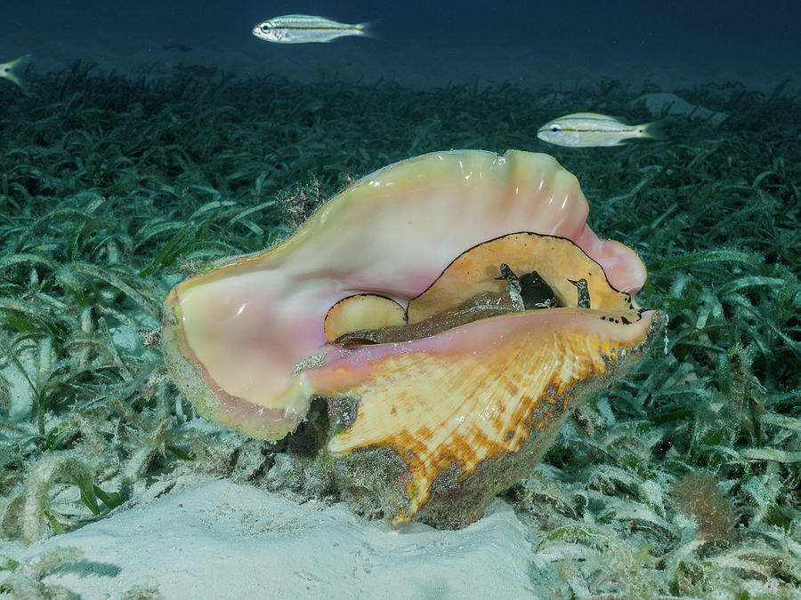 Queen conch on the seafloor with turtle grass. Photograph by ...