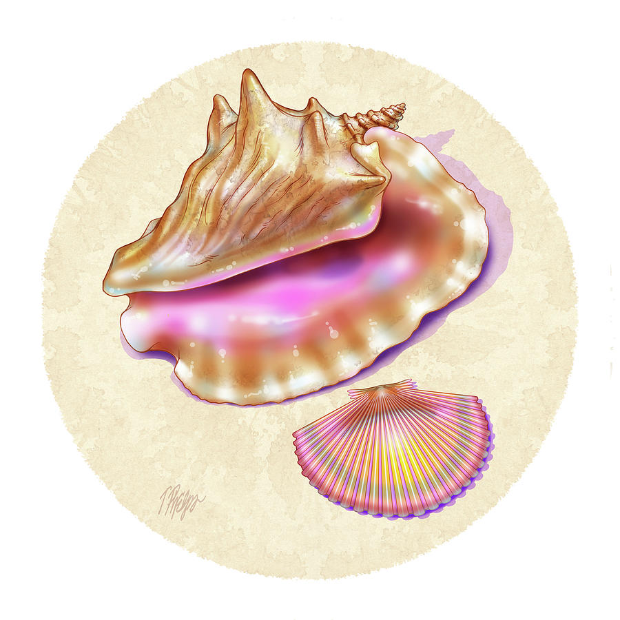 Drawings of the shell of the queen scallop showing (a) the outside