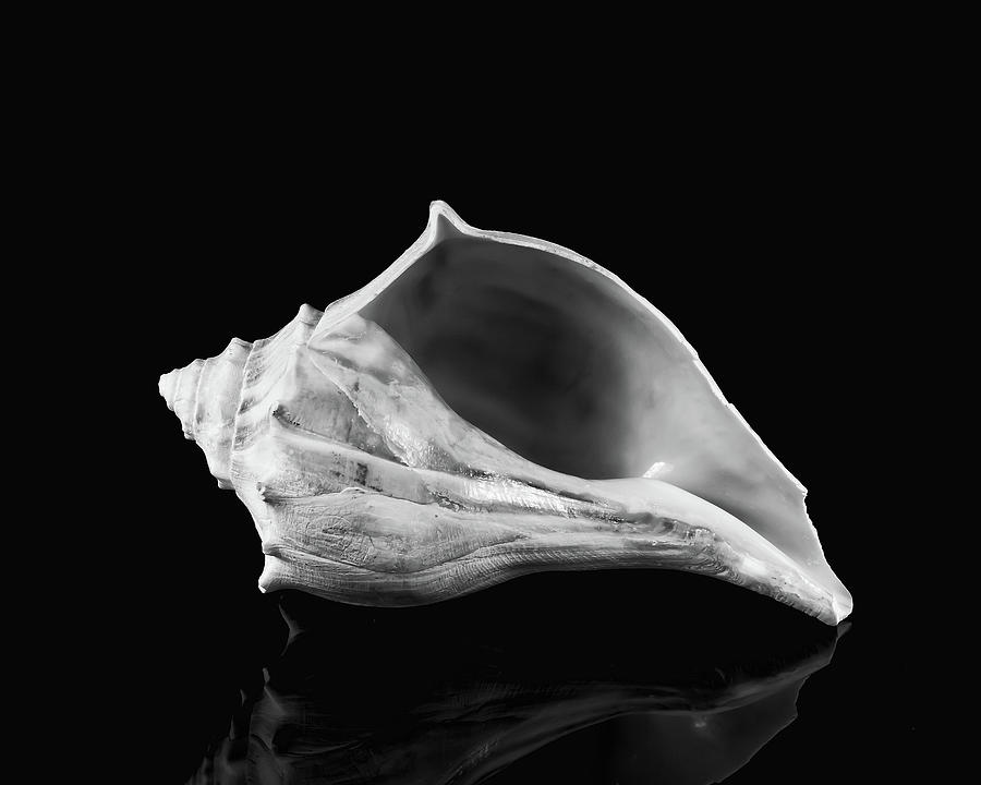 Queen Conch Seashell Photograph by Anthony Sacco