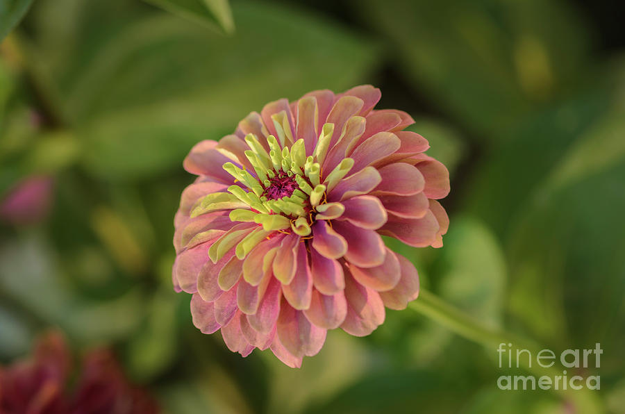 Queen Lime Red Zinnia in Bloom Photograph by Tamara Becker