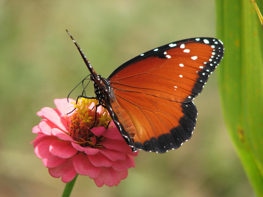 Queen Monarch Butterfly on Zinnia Flower photo 2 Photograph by Ian ...