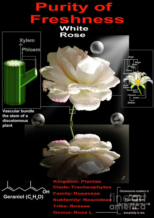 Queen Of Flower- White Rose Digital Art