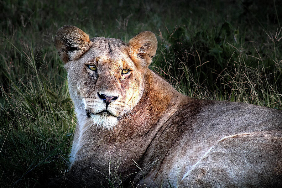 Wildlife Photograph - Queen of the Mara by Bryan Moore