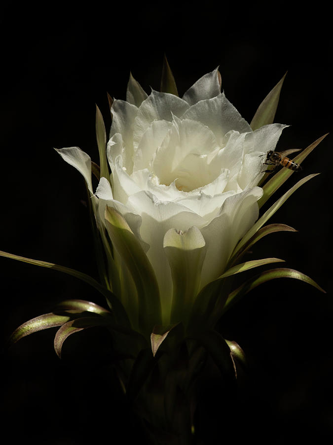 Queen of the Night Photograph by Sue Cullumber