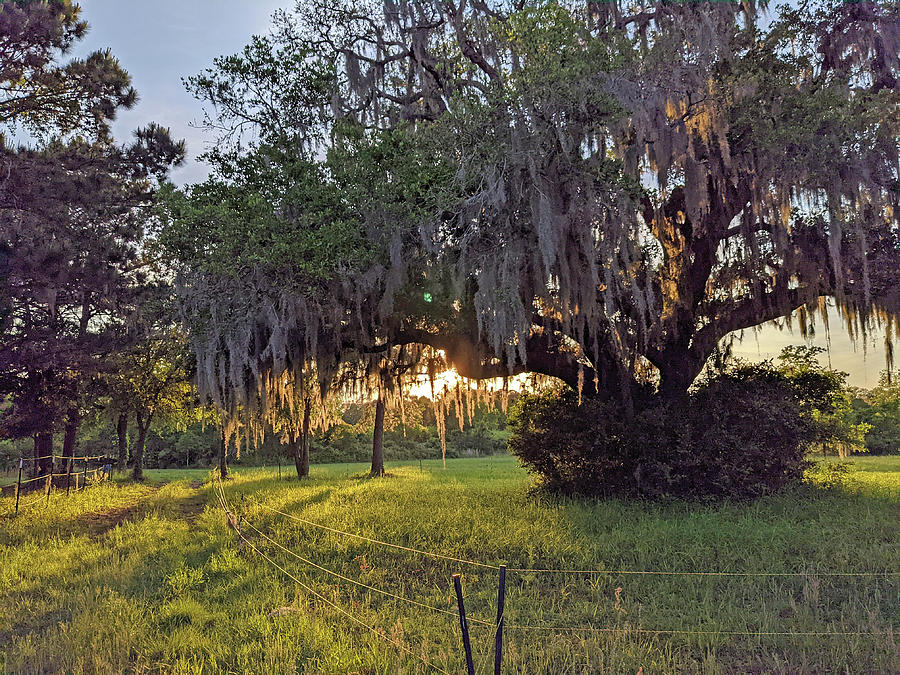 Queen of the Pasture - Live Oak with Spanish Moss Photograph by Theresa ...