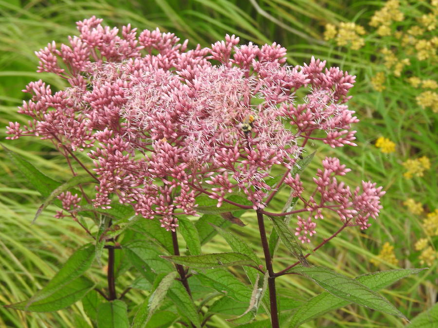 Queen of the Prairie Photograph by Barbara Ebeling Fine Art America
