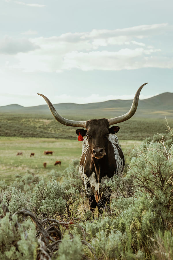 Queen of the Sagebrush Photograph by Riley Bradford - Fine Art America