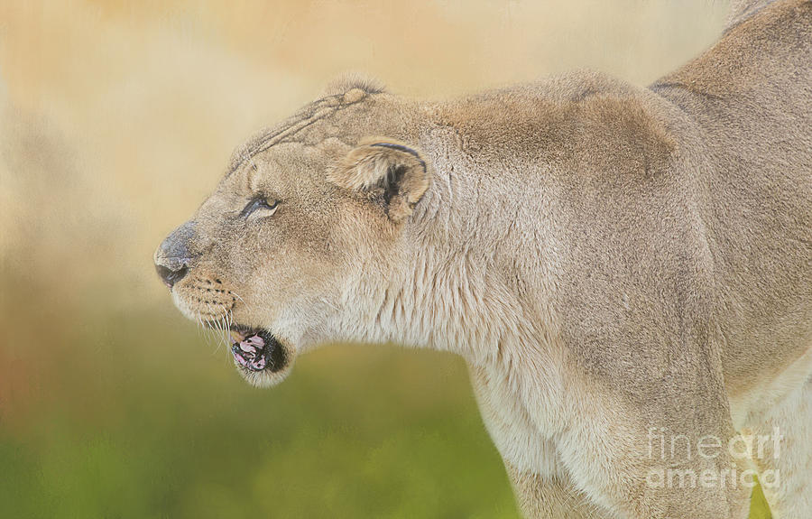 Queen of the Savannah Photograph by Elisabeth Lucas - Fine Art America