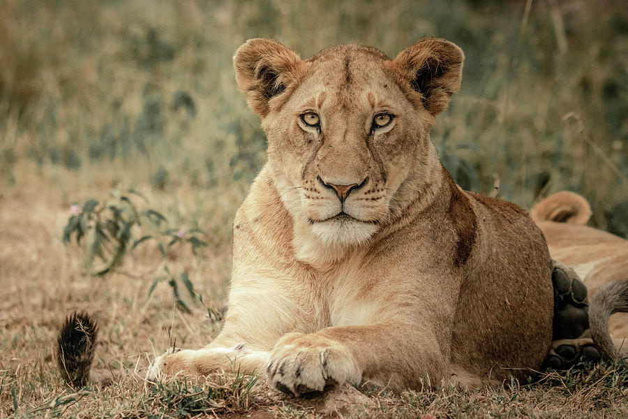 Queen of the savannah Photograph by Juzer Vajihee - Fine Art America