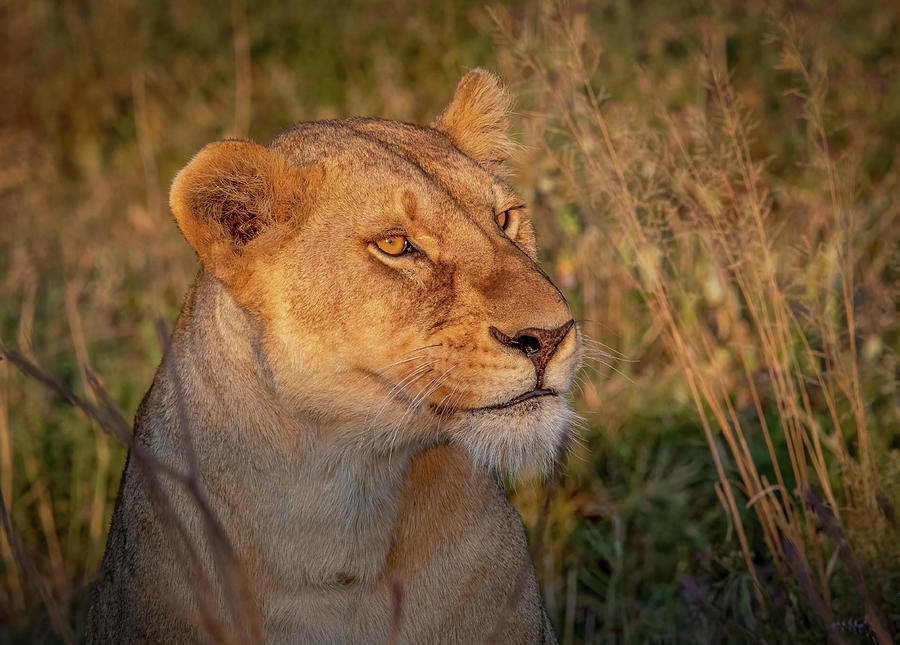 Queen of the Serengeti Holding Court Photograph by Marcy Wielfaert