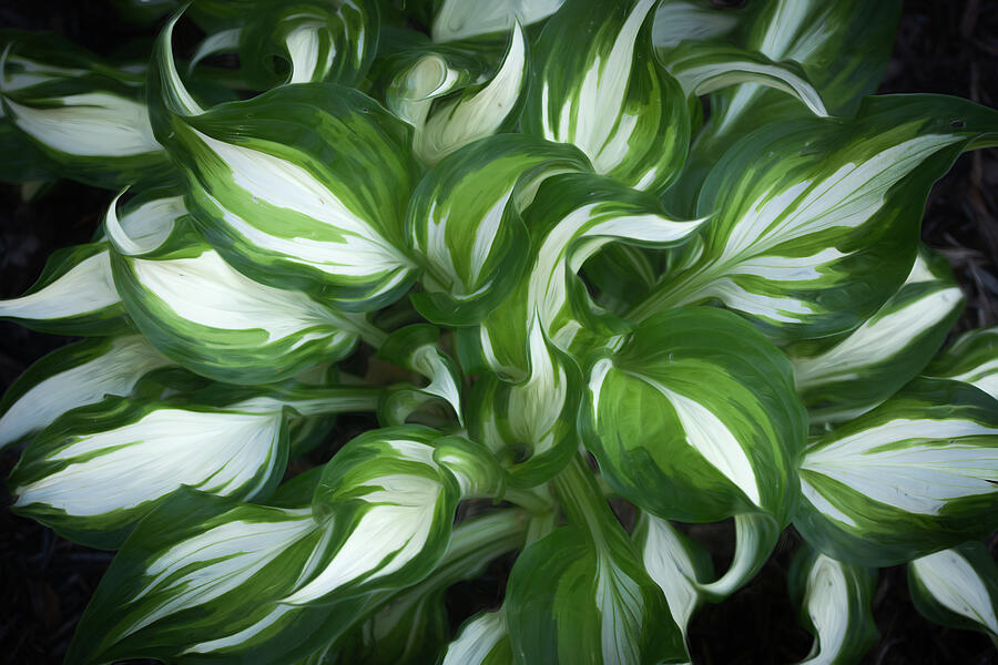 Queen Of The Shade Photograph by Dodie Ross Queen Of The Shade Photograph by Dodie Ross