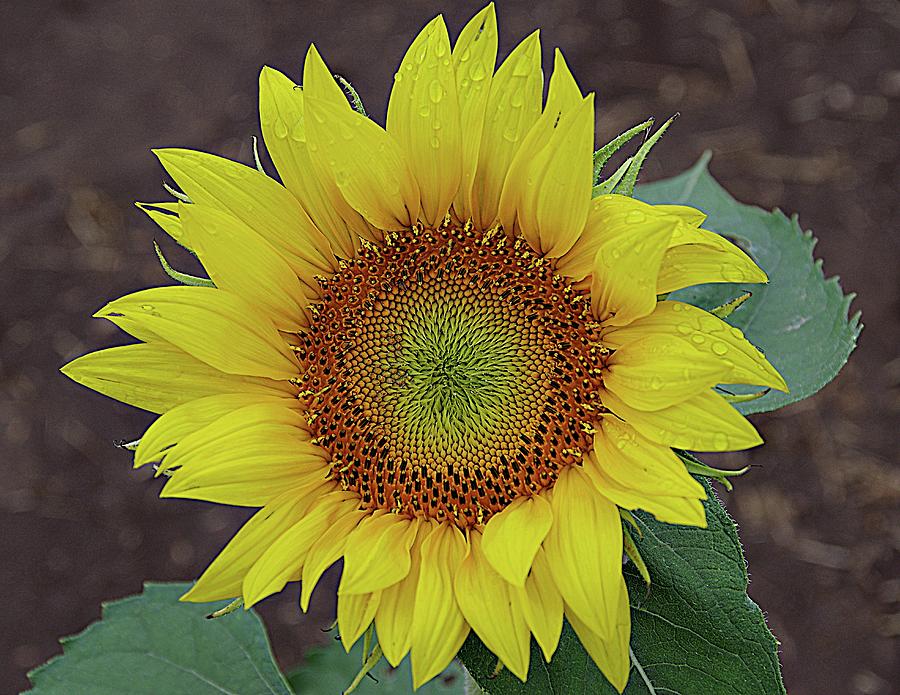 Queen of the Sunflowers Photograph by Karen McKenzie McAdoo
