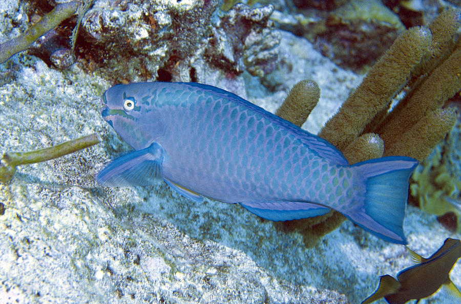Queen Parrotfish (terminal phase) Photograph by Humberto Ramirez