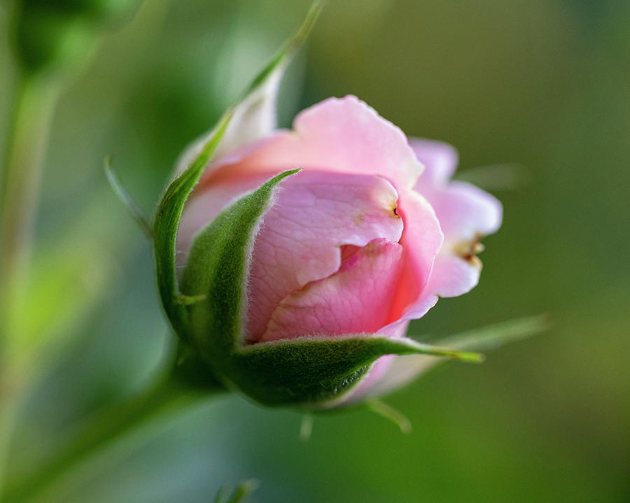 Pink Rose In The Summer Evening Jurmala  Photograph by Aleksandrs Drozdovs