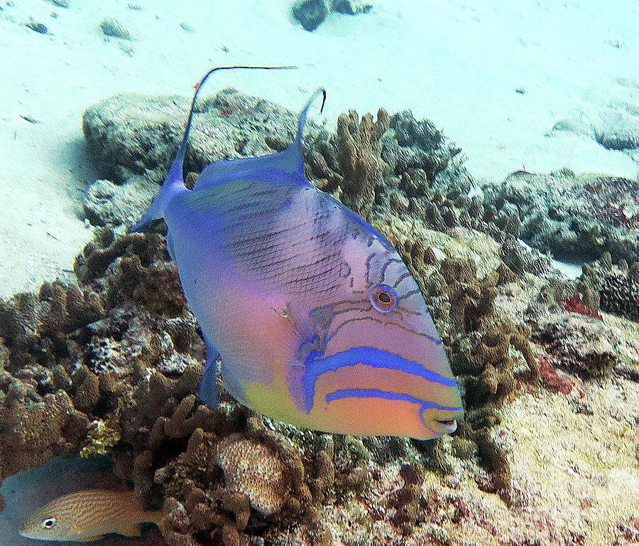 Queen Triggerfish 4 Photograph by Daryl Duda