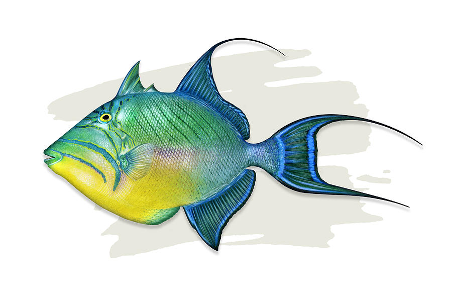Queen Triggerfish Painting by Dawn Witherington - Pixels