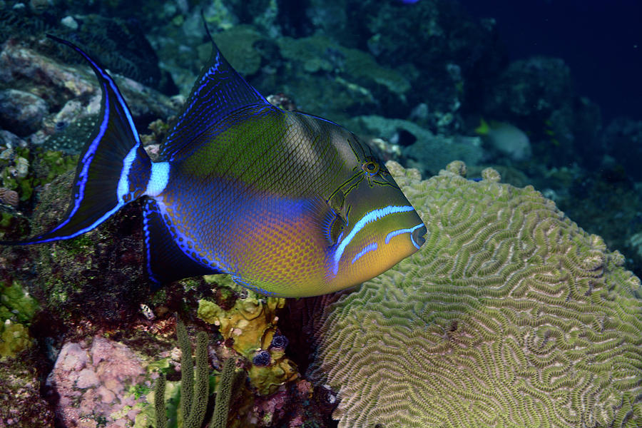 Queen Triggerfish Photograph by Humberto Ramirez - Pixels