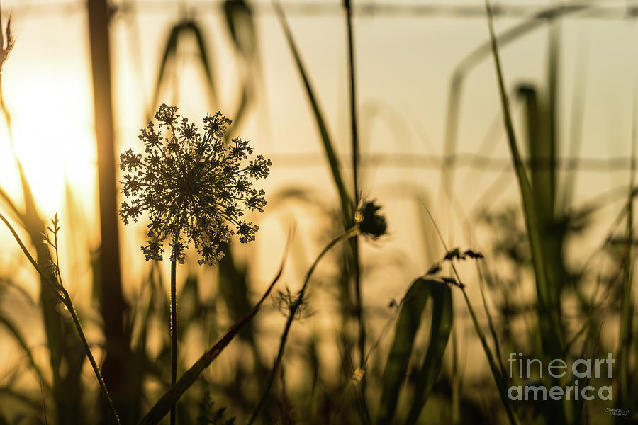 Queens Annes Lace Backlit Photograph by Jennifer White