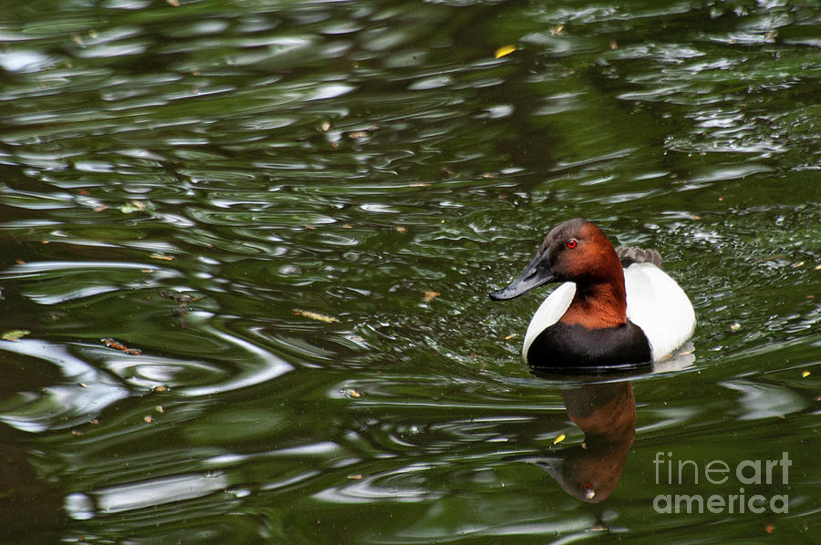 Queens Canvasback Duck Photograph by Bob Phillips