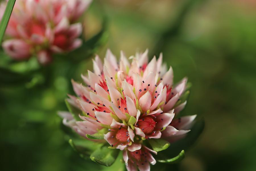 Queens crown wildflower Photograph by Michael Wilbur - Fine Art America