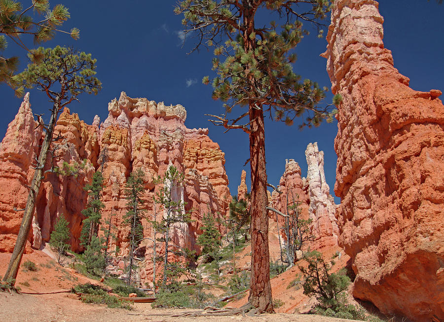 Queens Garden Hoodoos Photograph by Suzanne Stout