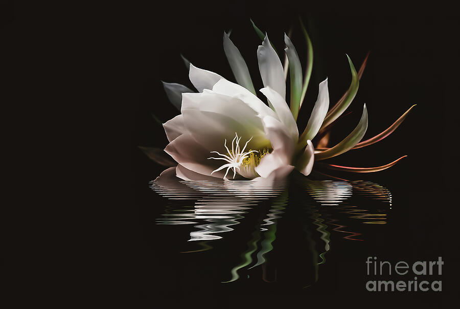 Queen's Reflection Photograph by C Ray Roth - Fine Art America