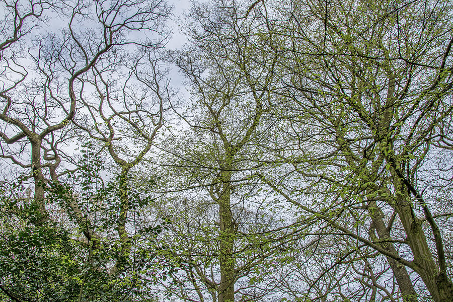 Queens Wood Trees Spring 1 Photograph by Edmund Peston