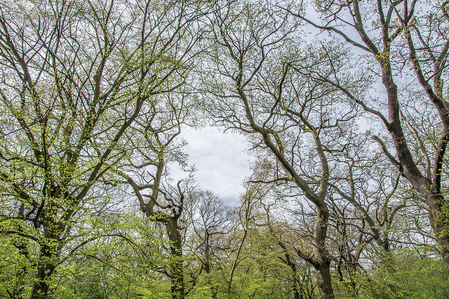 Queens Wood Trees Spring 2 Photograph by Edmund Peston