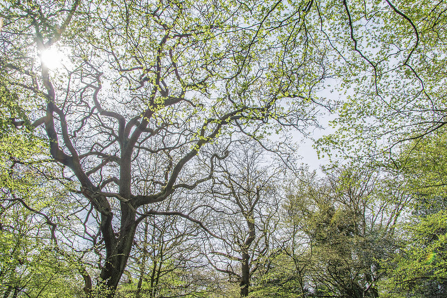 Queens Wood Trees Spring 3 Photograph by Edmund Peston
