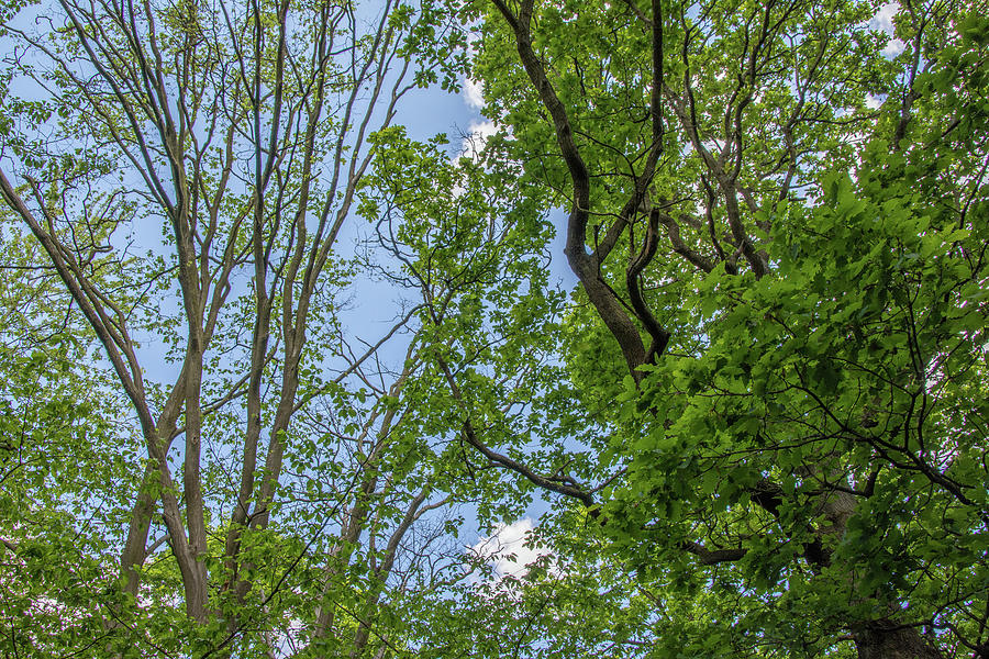 Queens Wood Trees Spring 6 Photograph by Edmund Peston