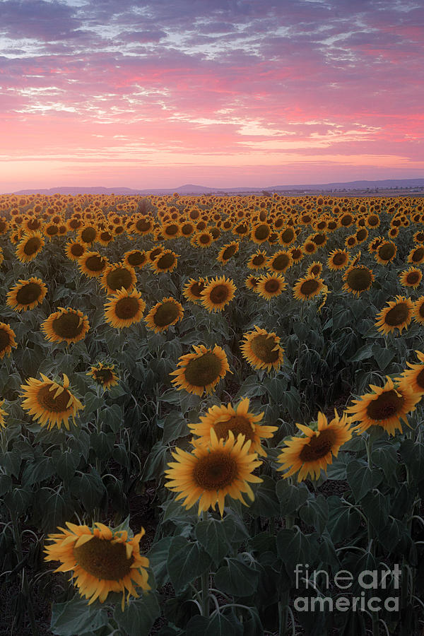 Queensland Sunflowers Photograph by Benny Lamera Fine Art America
