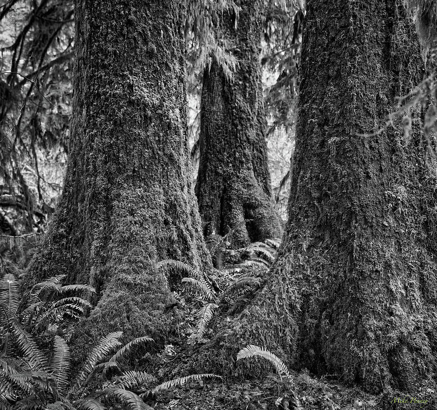 Queets river 2-24-12 Photograph by Mike Penney - Fine Art America