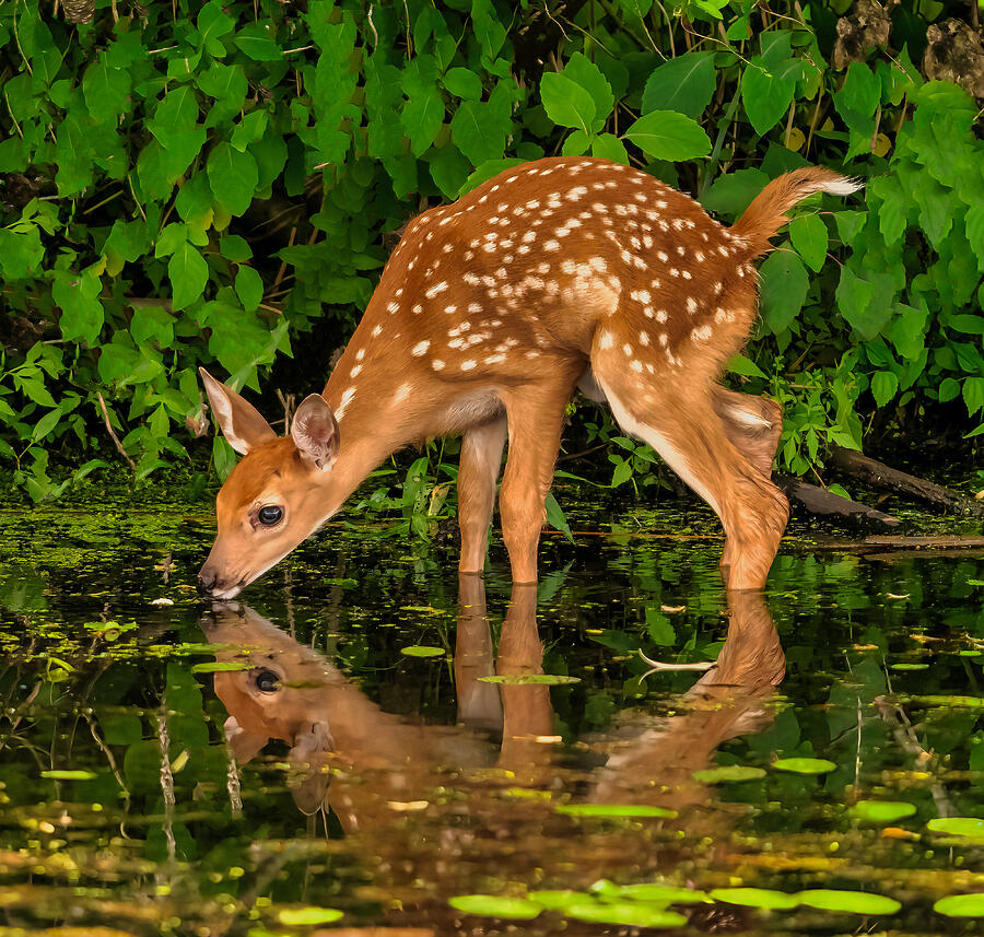 Deer Photograph - Quenching by Eliseo Rosario