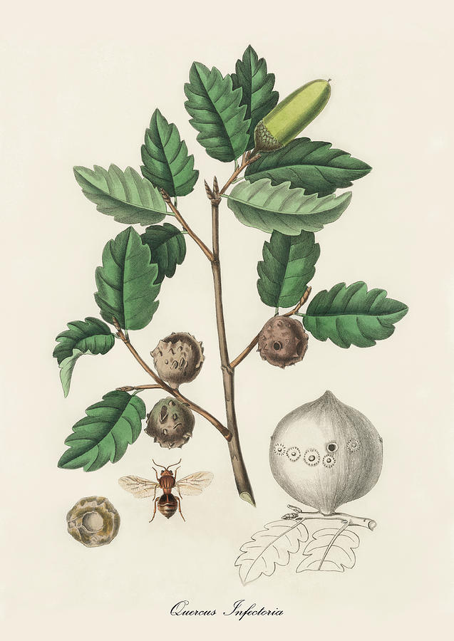 Nature Digital Art - Quercus Infectoria - Aleppo Oak -  Medical Botany - Vintage Botanical Illustration by Studio Grafiikka