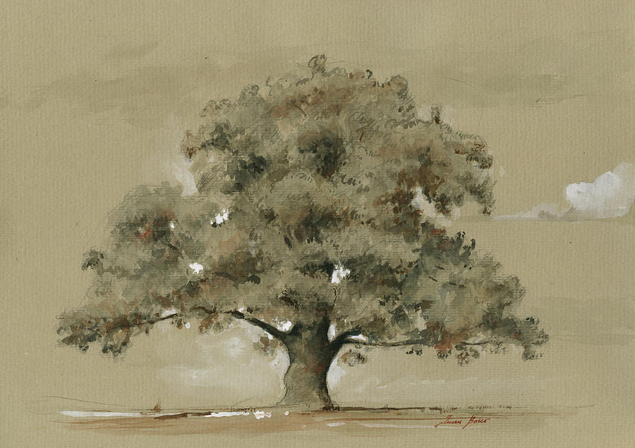 Quercus robur drawing Painting by Juan Bosco