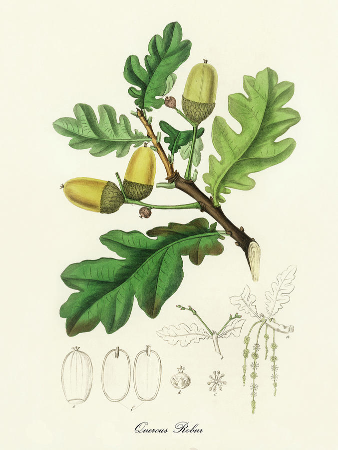 Nature Digital Art - Quercus Robur - English Oak - Vintage Botanical Illustration - Medicinal Plants and Herbs by Studio Grafiikka